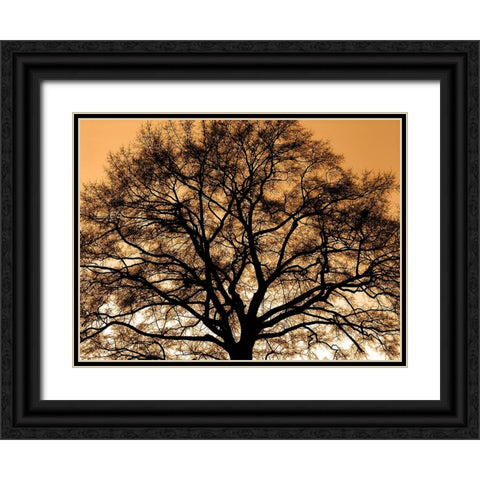 Trees 35 Black Ornate Wood Framed Art Print with Double Matting by Lee, Rachel