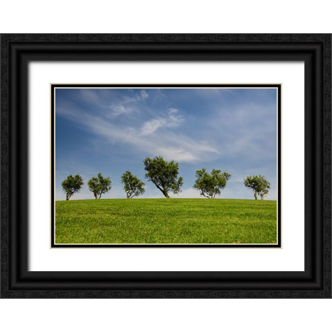 Trees 43 Black Ornate Wood Framed Art Print with Double Matting by Lee, Rachel