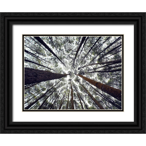 Trees 48 Black Ornate Wood Framed Art Print with Double Matting by Lee, Rachel