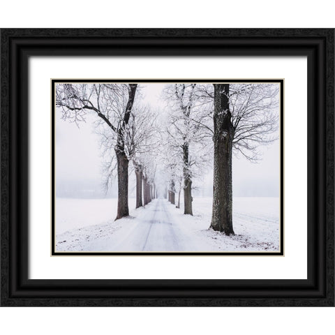 Trees 49 Black Ornate Wood Framed Art Print with Double Matting by Lee, Rachel