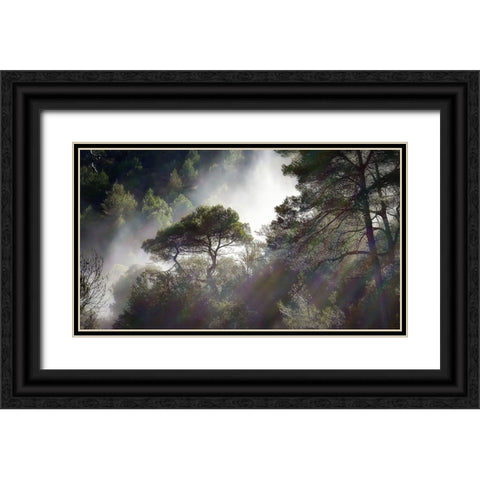 Trees 5 Black Ornate Wood Framed Art Print with Double Matting by Lee, Rachel