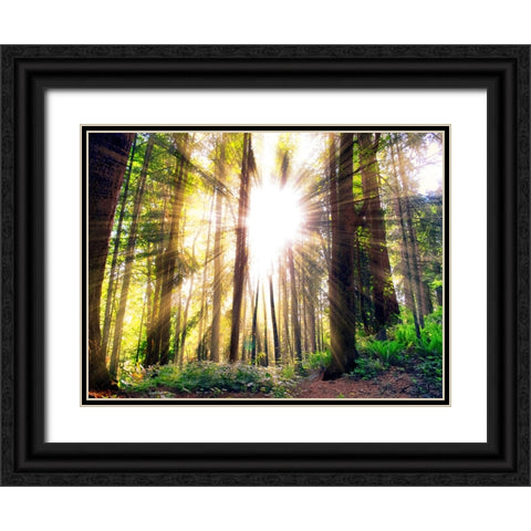 Trees 50 Black Ornate Wood Framed Art Print with Double Matting by Lee, Rachel