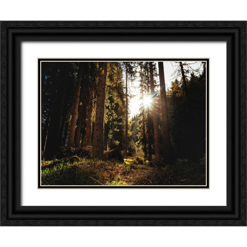 Trees 69 Black Ornate Wood Framed Art Print with Double Matting by Lee, Rachel