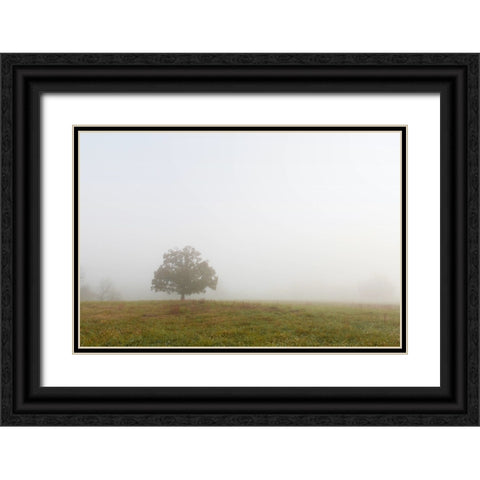 Trees 8 Black Ornate Wood Framed Art Print with Double Matting by Lee, Rachel