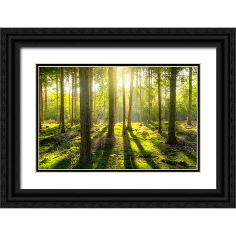 Trees 81 Black Ornate Wood Framed Art Print with Double Matting by Lee, Rachel
