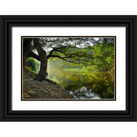 Trees And Water 1 Black Ornate Wood Framed Art Print with Double Matting by Lee, Rachel