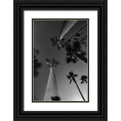 Monochrome Palms Black Ornate Wood Framed Art Print with Double Matting by Malone, Will