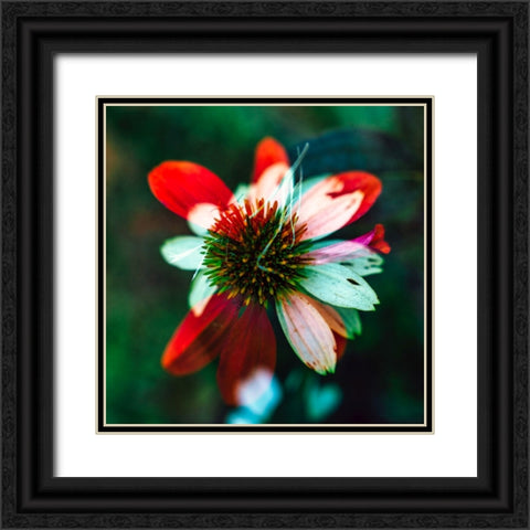 A New Flower Black Ornate Wood Framed Art Print with Double Matting by Malone, Will