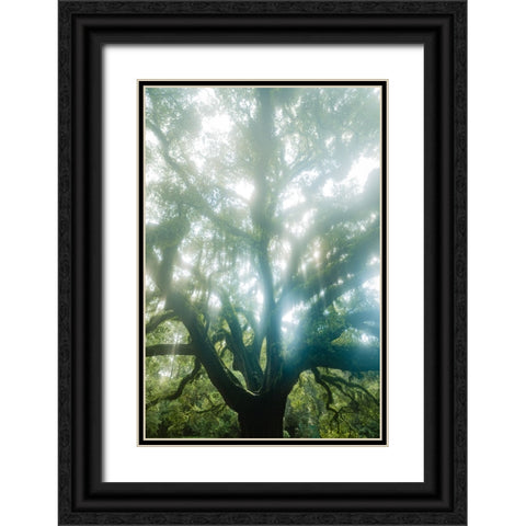 Dream Tree Black Ornate Wood Framed Art Print with Double Matting by Malone, Will