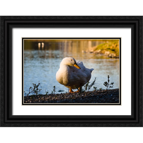 Duck of Lake Ella  Black Ornate Wood Framed Art Print with Double Matting by Malone, Will