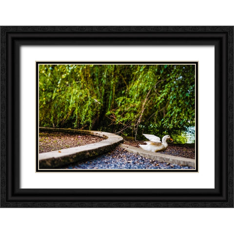 Duck of Lake Ella 2 Black Ornate Wood Framed Art Print with Double Matting by Malone, Will
