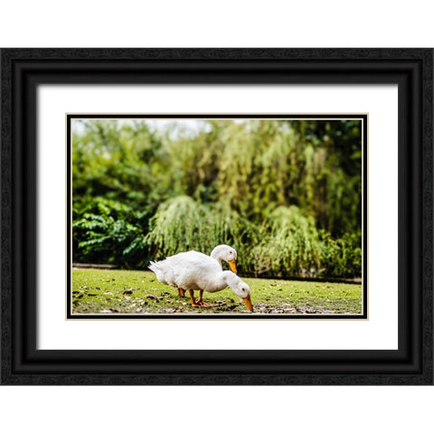 Duck of Lake Ella 3 Black Ornate Wood Framed Art Print with Double Matting by Malone, Will