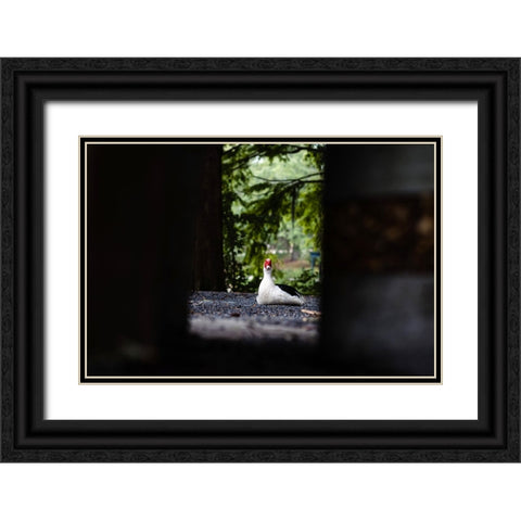 Duck of Lake Ella 6 Black Ornate Wood Framed Art Print with Double Matting by Malone, Will