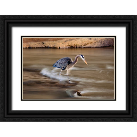 The Bird Black Ornate Wood Framed Art Print with Double Matting by Malone, Will