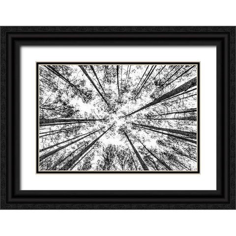 The Pines Black Ornate Wood Framed Art Print with Double Matting by Malone, Will