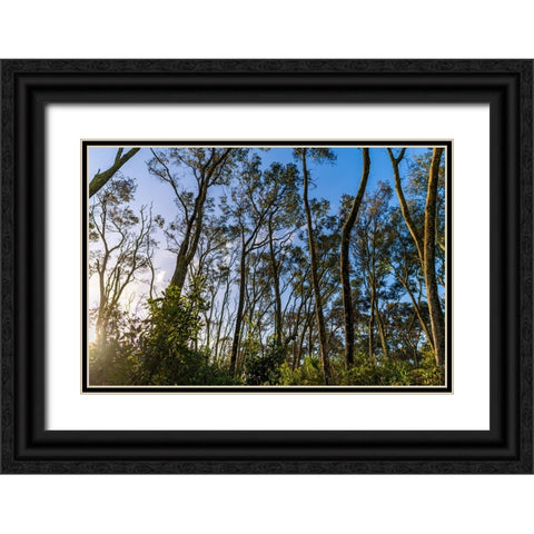 Awake Black Ornate Wood Framed Art Print with Double Matting by Malone, Will