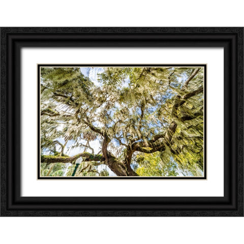 Spanish Moss Black Ornate Wood Framed Art Print with Double Matting by Malone, Will