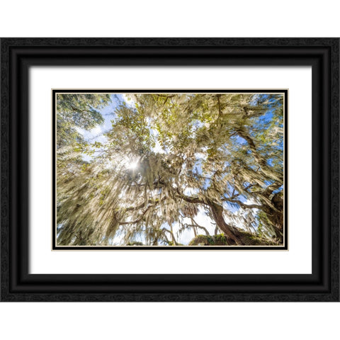 Spanish Moss 2 Black Ornate Wood Framed Art Print with Double Matting by Malone, Will