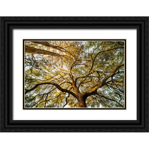 Canopy Black Ornate Wood Framed Art Print with Double Matting by Malone, Will