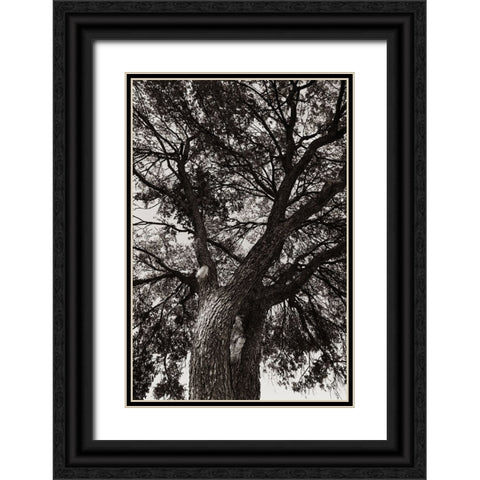 Sepia Tree Black Ornate Wood Framed Art Print with Double Matting by Malone, Will
