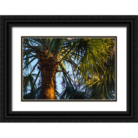 Bird of Paradise Black Ornate Wood Framed Art Print with Double Matting by Malone, Will