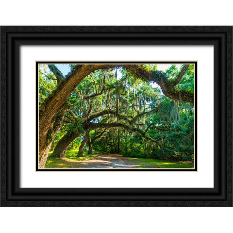 St Helena Trees Black Ornate Wood Framed Art Print with Double Matting by Malone, Will