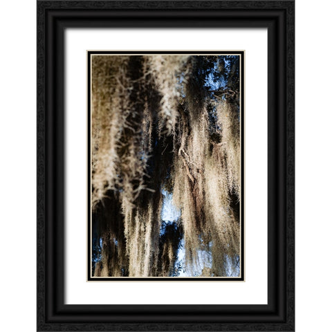 Spanish Moss 4 Black Ornate Wood Framed Art Print with Double Matting by Malone, Will