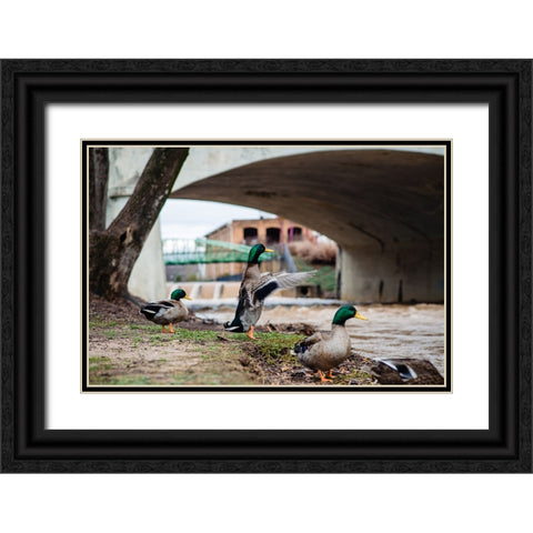 Falls Park Ducks Black Ornate Wood Framed Art Print with Double Matting by Malone, Will