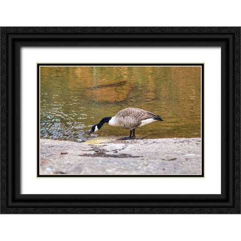 Hungry Black Ornate Wood Framed Art Print with Double Matting by Malone, Will