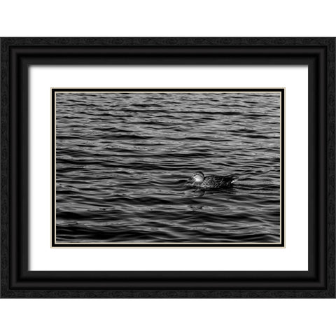 Monochromatic Duck Black Ornate Wood Framed Art Print with Double Matting by Malone, Will