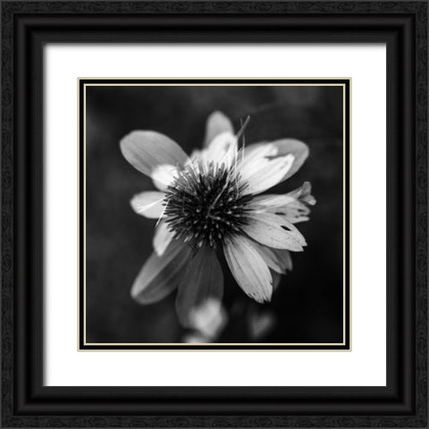A New Flower Square BW Black Ornate Wood Framed Art Print with Double Matting by Malone, Will