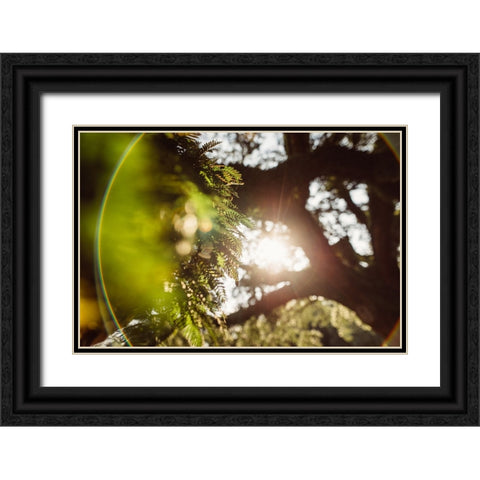 Big Oak 4 Black Ornate Wood Framed Art Print with Double Matting by Malone, Will