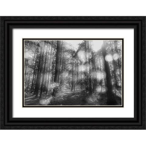 Blurry Forest BW Black Ornate Wood Framed Art Print with Double Matting by Malone, Will