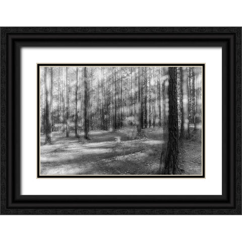 Blurry Forest 2 BW Black Ornate Wood Framed Art Print with Double Matting by Malone, Will
