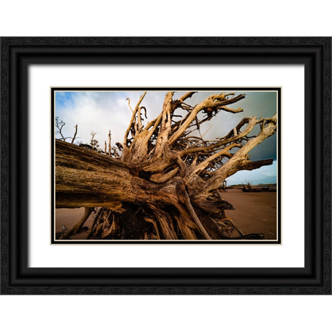 Dead Root Black Ornate Wood Framed Art Print with Double Matting by Malone, Will