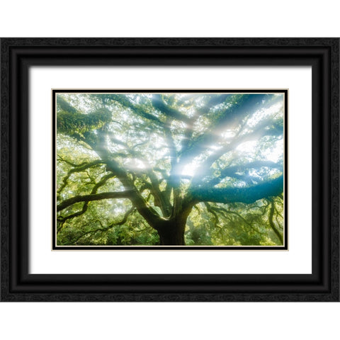 Dream Tree 2 Black Ornate Wood Framed Art Print with Double Matting by Malone, Will