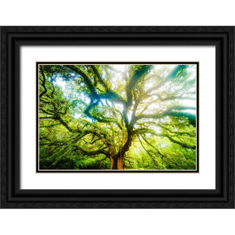 Dream Tree 3 Black Ornate Wood Framed Art Print with Double Matting by Malone, Will