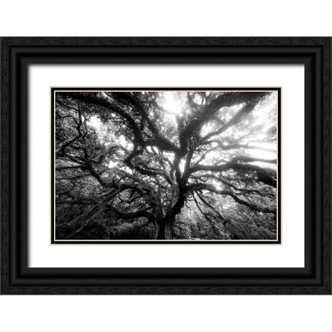 Dream Tree Monochrome Black Ornate Wood Framed Art Print with Double Matting by Malone, Will