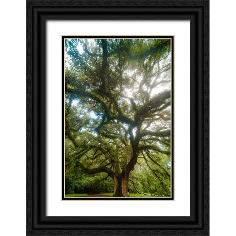 Dream Tree Vertical Black Ornate Wood Framed Art Print with Double Matting by Malone, Will