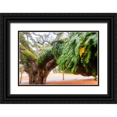 Fern 2 Black Ornate Wood Framed Art Print with Double Matting by Malone, Will