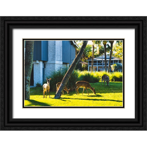 Fripp Deer Black Ornate Wood Framed Art Print with Double Matting by Malone, Will