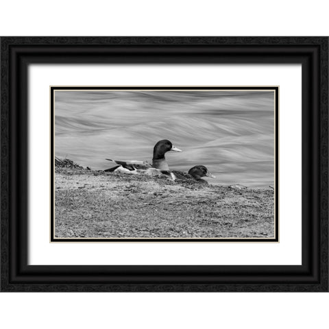 Monochrome Duck 3 Black Ornate Wood Framed Art Print with Double Matting by Malone, Will
