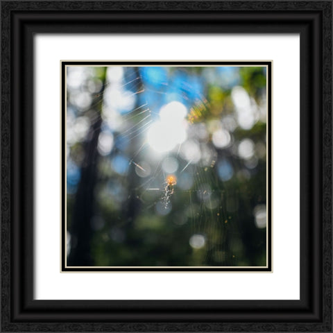 Spider Sunset Black Ornate Wood Framed Art Print with Double Matting by Malone, Will