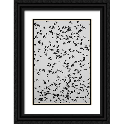 The Birds 2 Black Ornate Wood Framed Art Print with Double Matting by Malone, Will