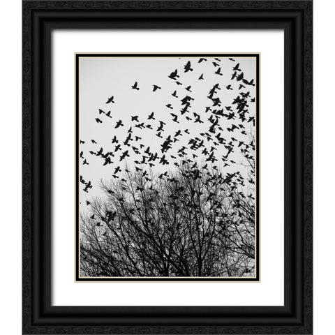 The Birds 3 Black Ornate Wood Framed Art Print with Double Matting by Malone, Will