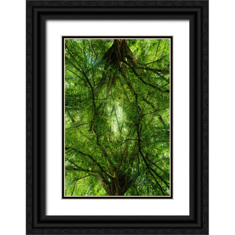 Grand Tree Black Ornate Wood Framed Art Print with Double Matting by Malone, Will