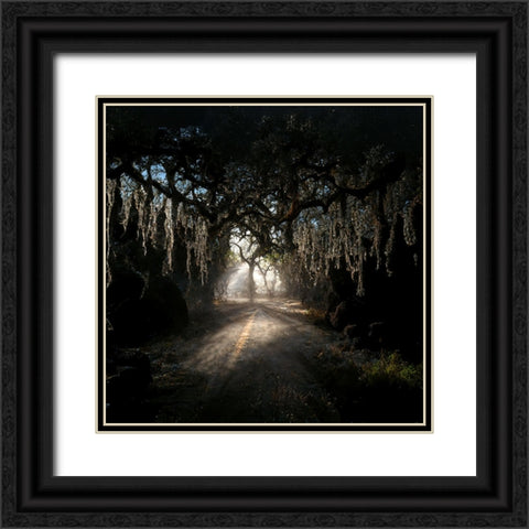 Road in the Woods 8 Black Ornate Wood Framed Art Print with Double Matting by Screendoor