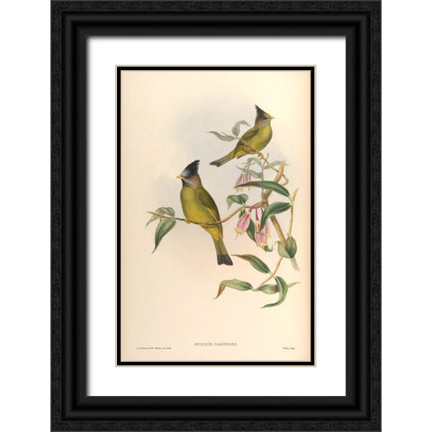 Spizixos Canifrons Black Ornate Wood Framed Art Print with Double Matting by CAG