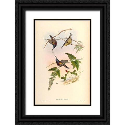 Nectarinia Lotenia Black Ornate Wood Framed Art Print with Double Matting by CAG