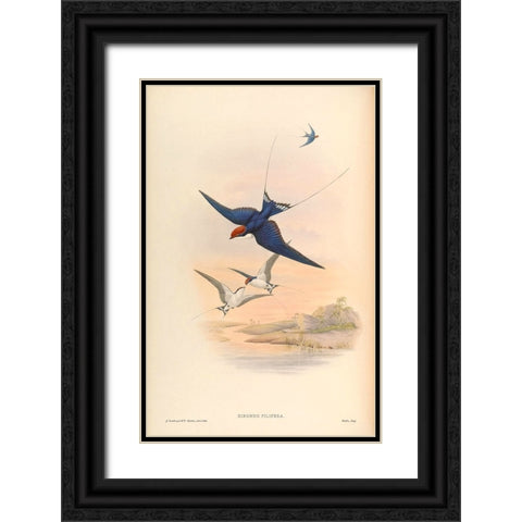 Hirundo Filifera Black Ornate Wood Framed Art Print with Double Matting by CAG